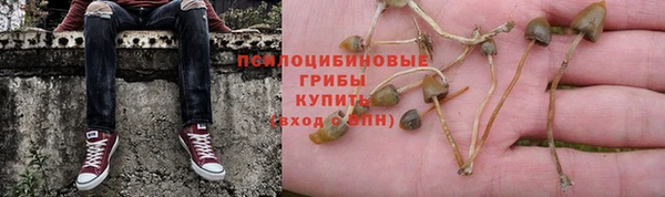 сатива Осинники